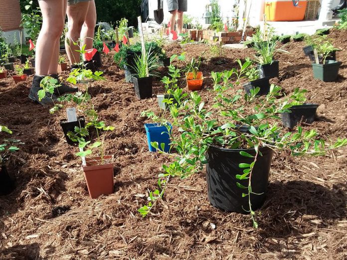 Native plants are often well suited to the alternating wet and dry conditions experienced during a Peterborough summer. (Photo: GreenUP)