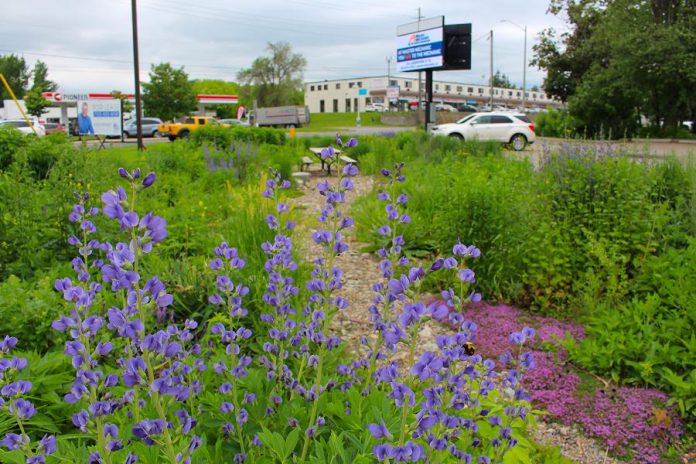 A partnership between GreenUP and Green Communities Canada, this Depave Paradise project in the Kawartha Heights neighbourhood of Peterborough replaced impermeable asphalt with a rain garden. (Photo:  Karen Halley / GreenUP)