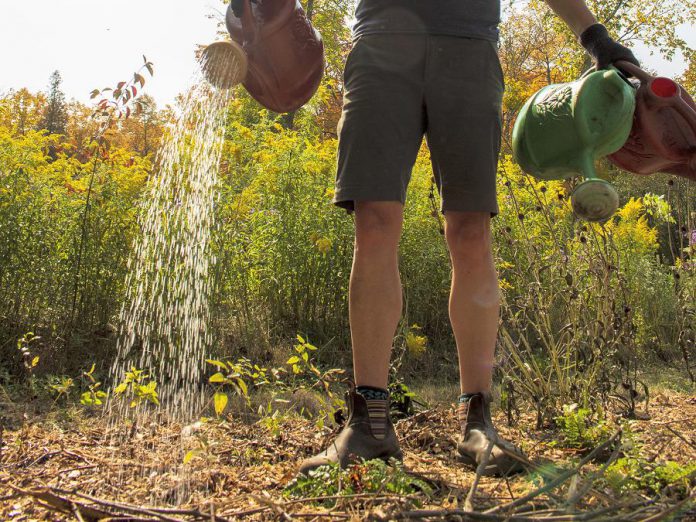 A volunteer uses a watering can to target water at the roots of a plant during GreenUP's Sustainable Urban Neighbourhoods planting event in Warsaw in 2020. The event created a water-wise garden at the Back Dam Park in Warsaw. (Photo: Leif Einarson / GreenUP)