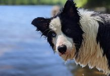 Cait, a water-obsessed border collie in the Kawarthas, developed hyponatremia (commonly known as water intoxication or water poisoning) after ingesting too much water. Although rare, hyponatremia can lead to serious complications including death if not recognized and treated quickly. (Photo: Bruce Head / kawarthaNOW.com)