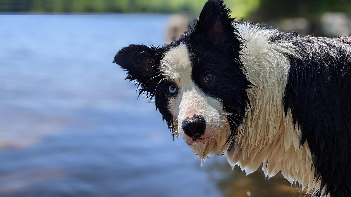 What Is & How Common Is Water Intoxication In Dogs?