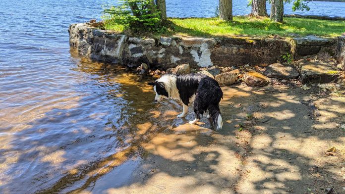 Border collie Cait loves to swim and is obsessed with waves. (Photo: Bruce Head / kawarthaNOW.com)