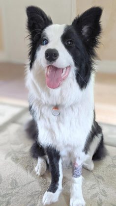 Border collie Cait back home and fully recovered after an overnight stay at the vet, where she received intravenous fluids to restore her electrolyte balance after developing  hyponatremia from ingesting too much water. (Photo: Bruce Head / kawarthaNOW.com)