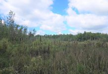 Now protected in perpetuity by Kawartha Land Trust, the Jones Wetland in Kawartha Lakes has significant natural features and habitats including mixed swamp, cattail and willow marsh, and an upland forest dominated by white ash, sugar maple, and basswood trees. (Photo courtesy of Kawartha Land Trust)