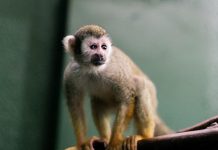 A squirrel monkey at the Riverview Park and Zoo in Peterborough. (Photo: Riverview Park and Zoo)