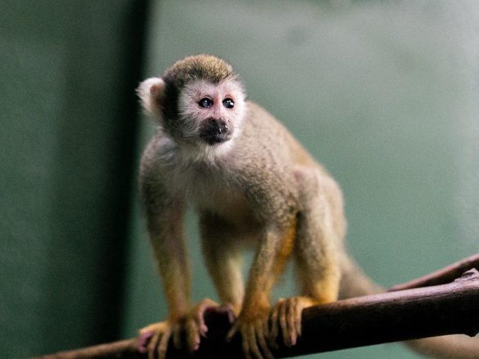 A squirrel monkey at the Riverview Park and Zoo in Peterborough. (Photo: Riverview Park and Zoo)