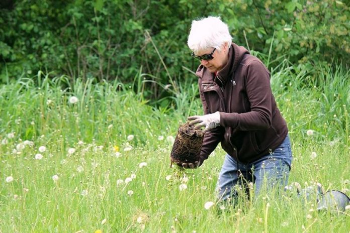 Marnie Callaghan plants a shrub at Reaboro Park in May 2021. She was inspired to organize a pollinator garden in the park after reading "Nature's Best Hope" by entomologist Douglas Tallamay, and was assisted by her friend Elayne Windsor, a former teacher, and her organizational skills. (Photo: Elayne Windsor)