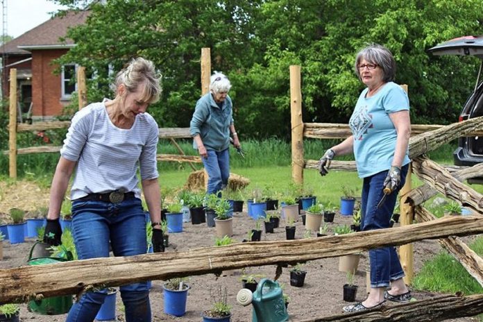 Volunteers Sue Kucher, Shelley McNamara, and Linda Reeds on planting day in May 2021 at the pollinator garden at Reaboro Park in Reaboro. All plants in the garden were purchased from Green Side Up Environmental Services and Landscaping in Omemee. (Photo: Elayne Windsor)