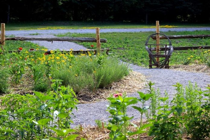 A section of the pollinator garden at Reaboro Park in June 2021. The garden includes native flowers such as wild bergamot, black-eyes Susan, blue indigo, native sunflowers, and many more. Native shrubs are also planted behind the garden. (Photo: Elayne Windsor)