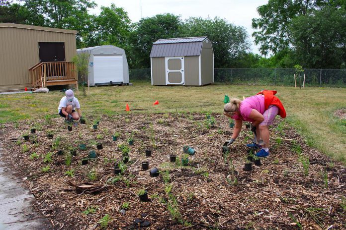 Volunteers plant the calming prairie area of the new therapy garden at Five Counties Children's Centre. (Photo: Genevieve Ramage)