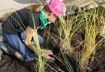 Volunteers who have helped plant gardens at the Depave Paradise projects that GreenUP has hosted in recent years have enjoyed the chance to build their friendship with nature and their local community by giving back a healthier greenspace where once there was only asphalt. (Photo: Karen Halley)