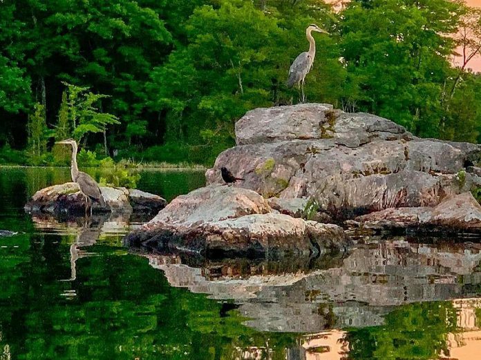 This photo by Memtyme of herons at Wolf Island Provincial Park in Trent Lakes was our top Instagram post in June 2021 with more than 12,200 impressions. (Photo: Memtyme @memtyme / Instagram)