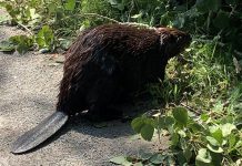 Peterborough resident Eileen Kimmett had a close encounter with a busy beaver on the trail in Jackson Park. The beaver, which was harvesting a branch from a downed tree, went about its business while Eileen captured some video and photos. (Photo: Eileen Kimmett / Facebook)