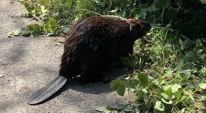 Peterborough resident Eileen Kimmett had a close encounter with a busy beaver on the trail in Jackson Park. The beaver, which was harvesting a branch from a downed tree, went about its business while Eileen captured some video and photos. (Photo: Eileen Kimmett / Facebook)