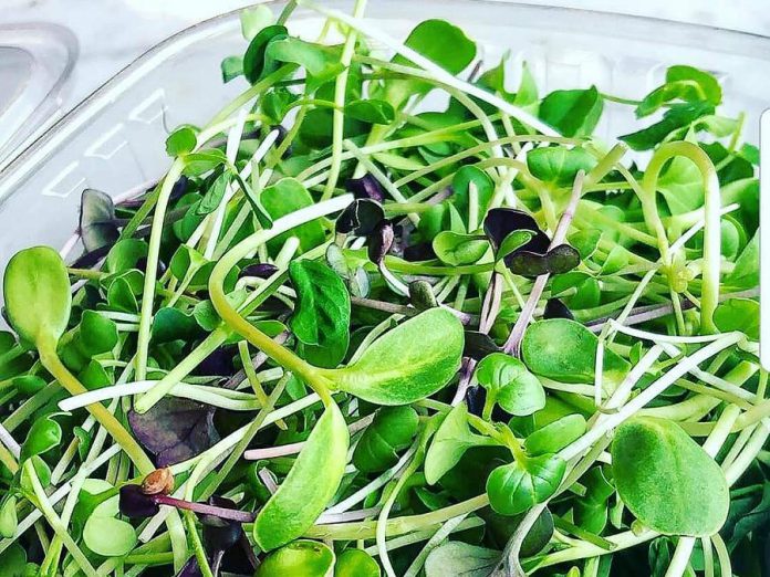 You can purchase microgreens directly from Littleleaf Farms at the Millbrook/Cavan REKO. (Photo: Littleleaf Farms)