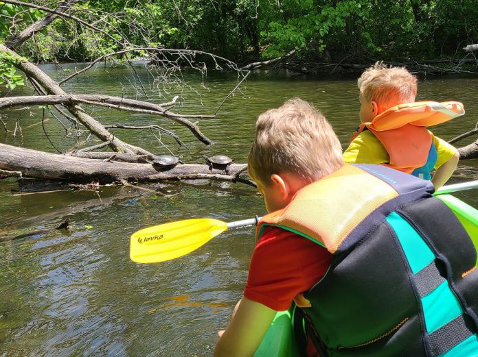 With Little Lake and its tributaries located in the heart of Peterborough, there are lots of opportunities to spot wildlife. Paddlers will often encounter turtles, according to Liftlock Paddle Co. owner Taryn Grieder. (Photo courtesy of Liftlock Paddle Co.)