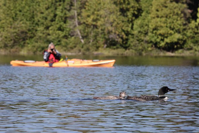 A volunteer citizen scientist monitoring loon productivity for Bird Canada's Canadian Lakes Loon Survey. The survey has found a decline in the number of loon chicks raised to independence over the past three decades. (Photo: David Gignac)