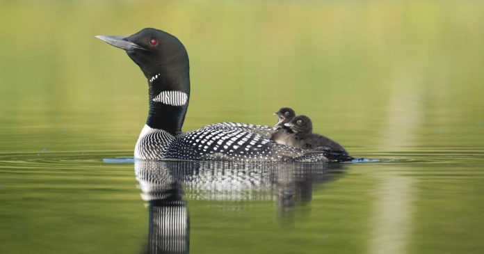 A common loon (gavia immer) with two babies. Using 40 years' worth of obervations submiited by citizen scientists to Birds Canada, the Canadian Lakes Loon Survey has confirmed loons are experiencing mysterious declines in the number of chicks surviving to adulthood across southern Canada. (Photo: Mark Peck)