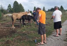 Members of the Edwards family with palomino mare Calypso with her 10-week-old daughter, who were found at their property a week after going missing from the Chambers' farm in Douro-Dummer Township on August 22, 2021. Despite an extensive search, the Chambers has been unable to find the horses until they were found on the Edwards' property, located three kilometres to the southeast. (Photo courtesy of Carol Edwards)