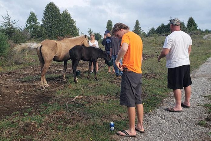 Members of the Edwards family with palomino mare Calypso with her 10-week-old daughter, who were found at their property a week after going missing from the Chambers' farm in Douro-Dummer Township on August 22, 2021. Despite an extensive search, the Chambers has been unable to find the horses until they were found on the Edwards' property, located three kilometres to the southeast. (Photo courtesy of Carol Edwards)