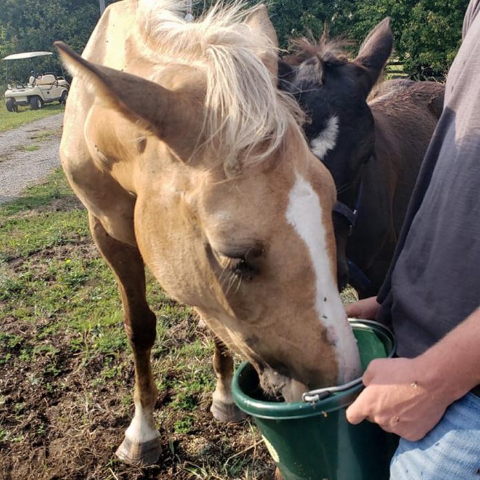 The Edwards family helped keep Calypso and her 10-week-old foal on the property using a pail filled with grain until the Chambers family could arrive to retrieve the two horses. (Photo courtesy of Carol Edwards)