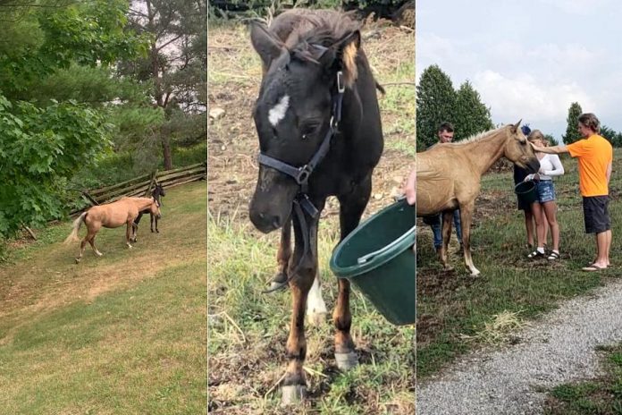Calypso and her 10-week-old foal. Also pictured are members of the Edwards family, including Luke (in the orange shirt) and Clayton (in the blue cap) who helped corral the horses, along with Clayton's girlfriend Sam and owner Jack Chambers (behind the horse). (Photos courtesy of Carol Edwards)