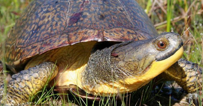 All eight turtle species found in Ontario are considered at risk or endangered, including the Blanding's turtle. Dr. Sue Carstairs, executive and medical director of the Ontario Turtle Conservation Centre, says this is her favourite species of turtle because of its calm demeanour and how it always seems to look like it's smiling. (Photo: Joe Crowley)
