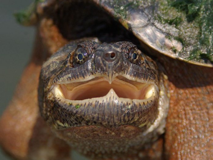 A female snapping turtle (chelydra serpentina) like this one may take as long as 20 years before she lays her first nest. This life history makes it crucial to protect and rescue adult turtles. (Photo: Leif Einarson)