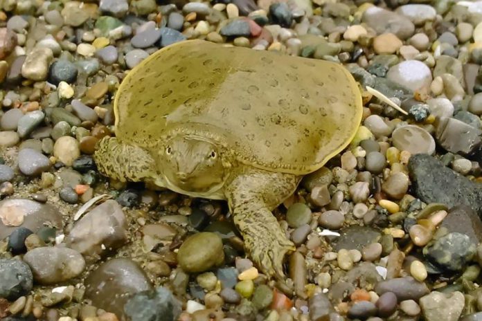 A hatchling eastern spiny softshell turtle (apalone spinifera). Unlike any other turtle species in Ontario, it has a soft and leathery shell. They are also incredibly fast both on land and in the water. Dr. Sue Carstairs, executive and medical director of the Ontario Turtle Conservation Centre, says you should never take hatchlings away from their nest. (Photo: Leif Einarson)