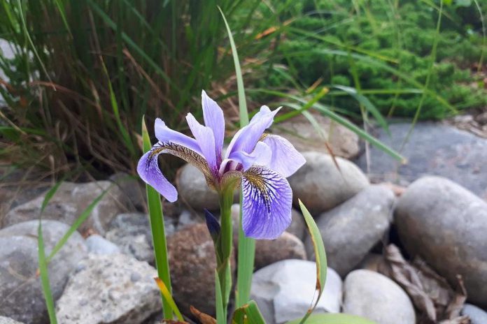 In 2021, the City of Peterborough is again offering subsidies of up to $500 to eligible homeowners who install rain gardens on their properties. Many trees, shrubs, grasses, sedges, and flowers are well-suited to rain gardens including a number of native species such as blue flag iris. (Photo: Hayley Goodchild)
