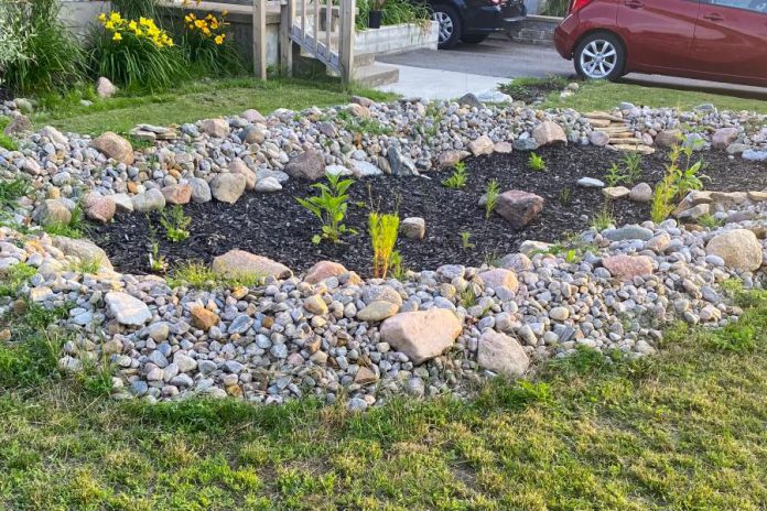 A rain garden designed and installed by a Peterborough resident as part of the City of Peterborough's 2020 Rain Garden Subsidy Program. (Photo: Kat Tepylo-Murphy)