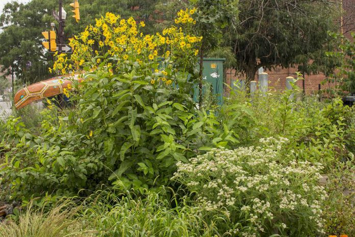 Cup plant, dogwood, and other water-loving and drought-tolerant native plants soak up the rain at the rain garden in the Jiimaan'ndewemgadnong Pocket Park in downtown Peterborough. (Photo: Geneviève Ramage)