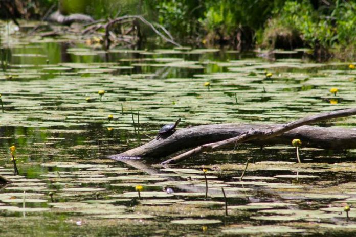 The proposed trails network would create a contiguous corridor of protected land from Stony Lake to Lakefield, conserving important wetland habitats that are populated by wildlife including Ontario's threatened turtle species.  (Photo courtesy of Kawartha Land Trust)