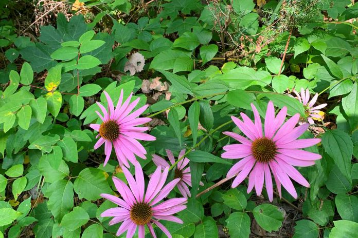 Wildflowers are common along the proposed trail network, such as the eastern purple coneflower (echinacea purpurea), a native species of flowering plant in the sunflower family. (Photo courtesy of Kawartha Land Trust)