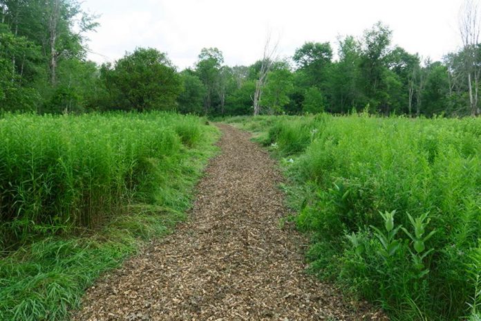 The proposed trails network would run through forests, wetlands, and fields, all of which would be protected from development by Kawartha Land Trust. (Photo courtesy of Kawartha Land Trust)