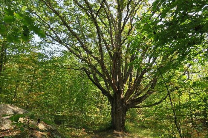 The white oak can grow to be more than 35 metres tall and can live for several hundred years. Birds, squirrels, and other animals eat acorns from the white oak. Wood from the white oak is waterproof, so it's used to make barrels for storing liquids. The Vikings also used the white oak for their ships due to its strength.  (Photo courtesy of Kawartha Land Trust)