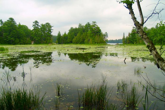 More than 20 per cent of Ontario's species at risk rely on wetlands for survival. Southern Ontario has lost more than 70 per cent of its wetlands, with losses increasing to 85 per cent in southwestern Ontario, Niagara, Toronto and parts of eastern Ontario.  (Photo courtesy of Kawartha Land Trust)