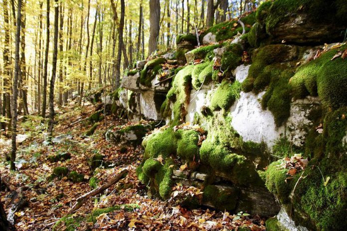 The proposed trail route runs through The Land Between, an area of transition between the ecosystems of the Canadian Shield and the St. Lawrence Lowlands. It contains elements from the ecosystems it borders, including the ancient rock of the Canadian Shield and the fertile wetlands of the St. Lawrence Lowlands. (Photo courtesy of Kawartha Land Trust)