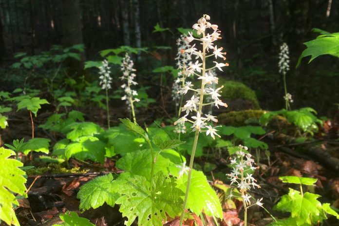 Along with helping to protect biodiversity, the proposed trail network would provide another way for people to experience the many proven benefits that arise from connecting with nature, including the mental health benefits of being surrounded by flora and fauna. (Photo courtesy of Kawartha Land Trust)