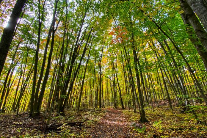 On the proposed trail network, hikers would pass under lush forest canopies and walk past endangered butternut trees while listening for the unmistakable call of the eastern wood-pewee. (Photo courtesy of Kawartha Land Trust)