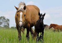 Calypso, a 12-year-old palomino mare, and her 10-week-old foal have been missing since August 22, 2021. The horses, who had been at the Chambers' 200-acre farm on Forbes Lane south of Hall's Glen for less than a week, went over a stone fence and haven't been seen since, despite an intensive week-long search. (Photo: Jenny Chambers / Facebook)