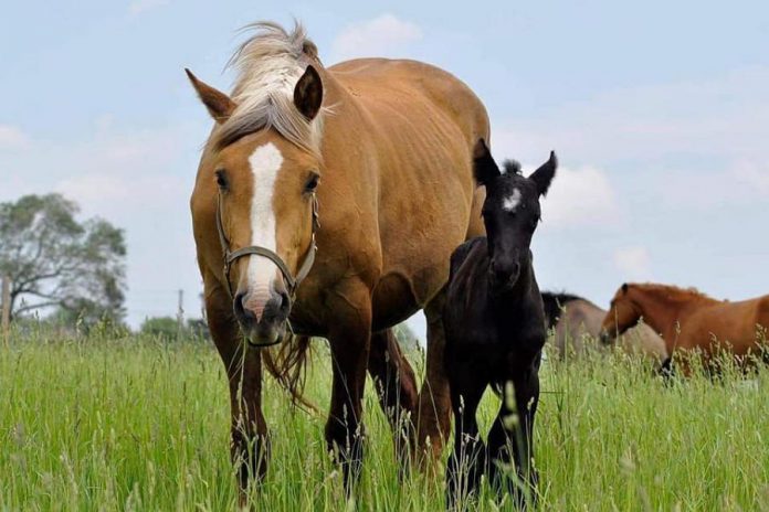 Calypso, a 12-year-old palomino mare, and her 10-week-old foal have been missing since August 22, 2021. The horses, who had been at the Chambers' 200-acre farm on Forbes Lane south of Hall's Glen for less than a week, went over a stone fence and haven't been seen since, despite an intensive week-long search. (Photo: Jenny Chambers / Facebook)