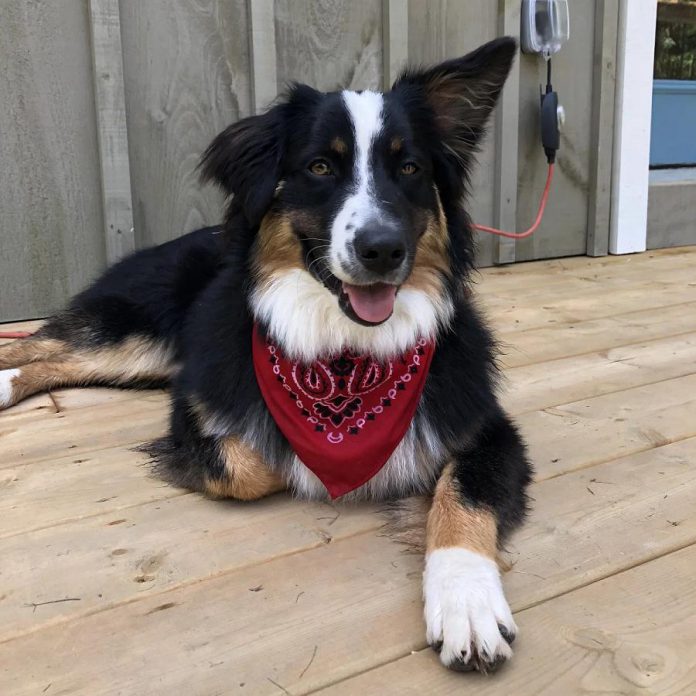 Nine-month-old Australian Shepherd Opal was apart from her owners, Cobourg couple Claudia Woodruff and Gavin Bergsma, for five days after being stolen, along with the couple's pick-up truck, from Simcoe Street just south of Port Perry in Durham Region on August 11, 2021. (Photo: Claudia Woodruff and Gavin Bergsma)