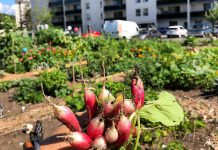 The Talwood neigbourhood in Peterborough has the highest population density in the city. Community gardens such as the Talwood Community Garden shown here are one way to address equality of access to fresh, healthy, and culturally appropriate foods. (Photo: Jillian Bishop)