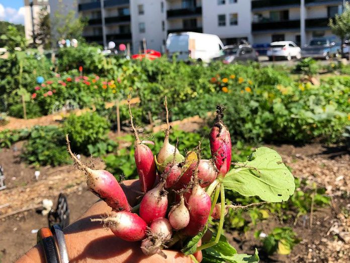 The Talwood neigbourhood in Peterborough has the highest population density in the city. Community gardens such as the Talwood Community Garden shown here are one way to address equality of access to fresh, healthy, and culturally appropriate foods. (Photo: Jillian Bishop)