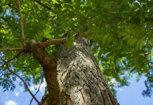 The honey locust (like this mature tree at GreenUP Ecology Park) is relatively tolerant of road salt, making it a better choice for locations beside roads, and also provides dappled shade, which is important if you're planting it near a garden. (Photo: Geneviève Ramage)