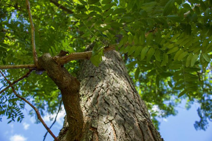 The honey locust (like this mature tree at GreenUP Ecology Park) is relatively tolerant of road salt, making it a better choice for locations beside roads, and also provides dappled shade, which is important if you're planting it near a garden. (Photo: Geneviève Ramage)