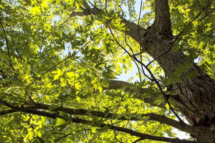 Silver maples may look small when you take them home from the Ecology Park Nursery, but they grow into gorgeous giants 25 metres in height. Planting a silver maple too close to a building or under utility lines will end up costing you misery and money. (Photo: Geneviève Ramage)