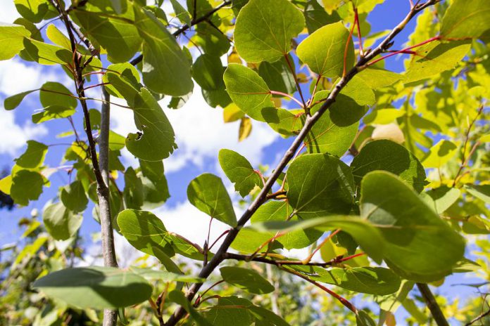 The trembling aspen is one of few trees that can tolerate compacted soil in high-traffic areas. (Photo: Geneviève Ramage)