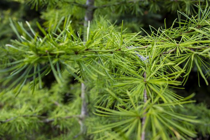 A tamarak (also known as a larch) at GreenUP Ecology Park. The tamarak enjoys keeping its feet wet (being planted in a location that tends to stay wet) and it is the only native conifer whose needles change to a stunning orange or yellow and drop each autumn. (Photo: Geneviève Ramage)